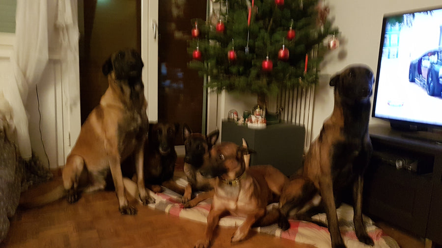 Die Hunde zuhause am Liegeplatz