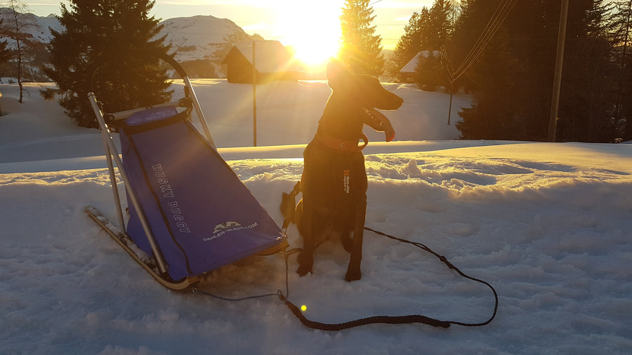 Hund mit Schlitten im Schnee bei Sonnenuntergang