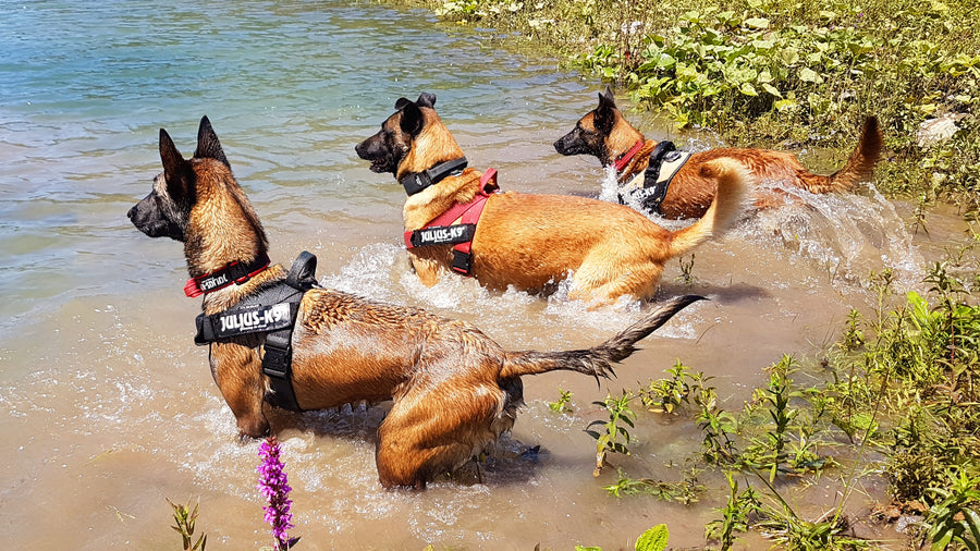 Hunde beim Baden im Wasser